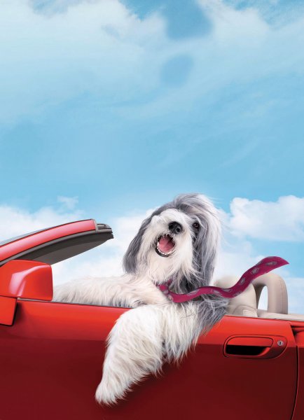 Shaggy Dog, The poster