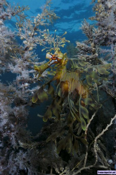 Under the Sea 3D poster Under the Sea 3D poster